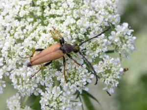 Stictoleptura rubra - Red-brown Longhorn Beetle - Gulröd blombock