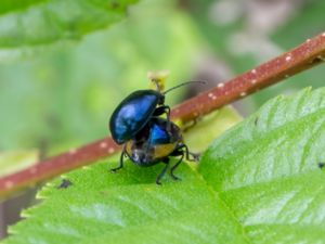 Agelastica alni - Alder Leaf Beetle - Allövbagge