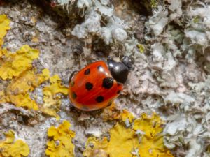 Coccinella undecimpunctata - Eleven-spot Ladybird - Elvaprickig nyckelpiga