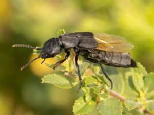 Ocypus olens - Devil's Coach Horse Beetle - Jättekortvinge