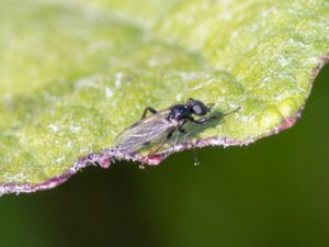 Bibionidae - Hårmyggor