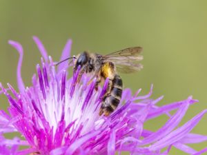 Andrena denticulata - Grey-banded Mining Bee - Tandsandbi
