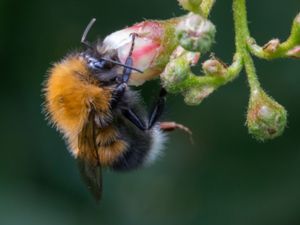 Bombus hypnorum - Tree Bumblebee - Hushumla