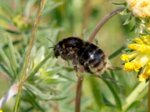 Bombus subterraneus - Short-haired Bumblebee - Vallhumla