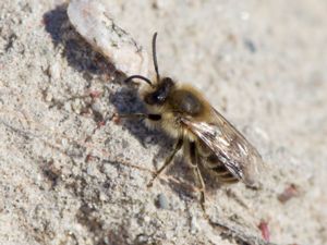 Colletes cunicularius - Mining Bee - Vårsidenbi