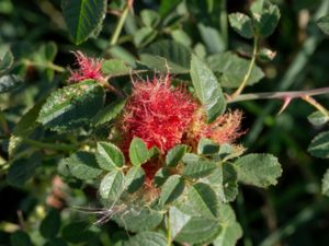 Diplolepis rosae - Rose Bedeguar Gall - Sömntornstekel