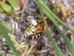 Lasioglossum xanthopus - Orange-footed Furrow Bee - Rostsmalbi