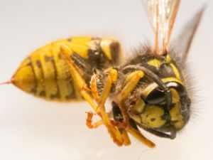 Vespula germanica - German Wasp - Tyskgeting