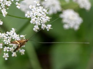 Nemophora degeerella - Longhorn Moth - Lövskogsantennmal