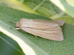 Mythimna impura - Smoky Wainscot - Brungult gräsfly