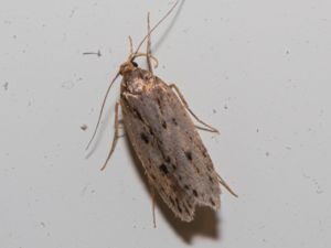 Hofmannophila pseudospretella - Brown House-moth - Trepunktsskräpmal