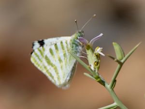 Euchloe falloui - Scarce Green-striped White - Mindre grönstreckad vitfjäril