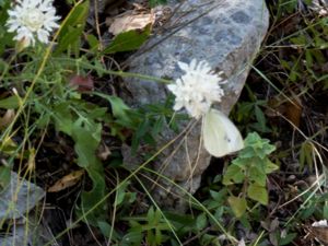 Pieris mannii - Southern Small White