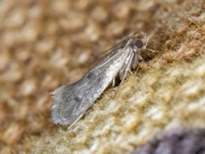 Tinea pelionella - Case-bearing Clothes Moth - Pälsmal