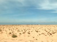 Camelus dromedarius Awsard Road, Western Sahara, Morocco 20180219_0216