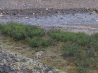 Canis lupus Polychrome Pass, Denali National Park, Alaska, USA 20140625_0019