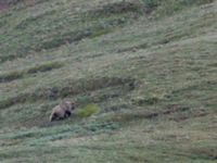 Ursus arctos Denali National Park, Alaska, USA 20140624_0132