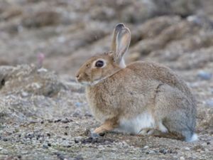 Oryctolagus cuniculus - European Rabbit - Vildkanin