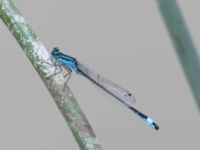 Ischnura elegans ad male Hyllie vattenrike, Malmö, Skåne, Sweden 20210704_0045