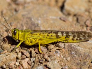 Schistocerca gregaria - Desert Locust - Ökengräshoppa