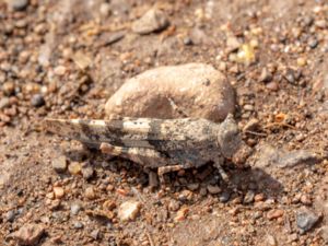 Sphingonotus caerulans - Blåvingad gräshoppa