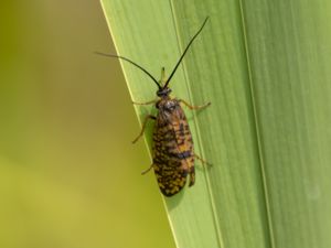 Trichoptera - Caddisflies - Nattsländor