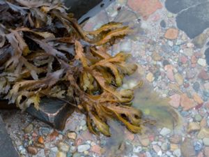 Fucus serratus - Toothed Wrack - Sågtång