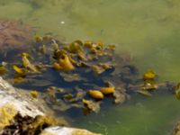 Fucus vesiculosus Hamnen, Klagshamns udde, Malmö, Skåne, Sweden 20190520_0021