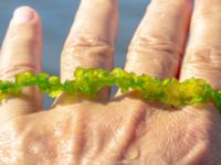 Ulva intestinalis Ängsnäset, Falsterbohalvön, Vellinge, Skåne, Sweden 20180802_0050