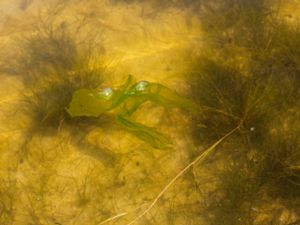 Ulva lactuca - Sea Lettuce - Havssallat