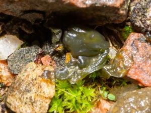 Nostoc commune - Star Jelly - Skyfallsalg