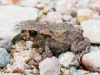 Bufo bufo 1k Vombs östra vattenverksdammar, Lund, Skåne, Sweden 20100812 231