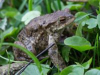 Bufo bufo Alunbruket, Andrarum, Tomelilla, Skåne, Sweden 20170402_0025