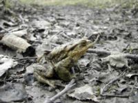 Bufo bufo Sumpskogen,Klagshamnsudden, Malmö, Skåne, Sweden 20050414