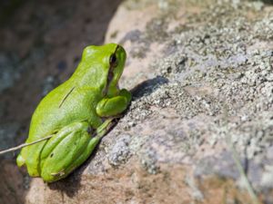 Hyla arborea - European Tree Frog - Lövgroda