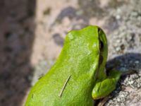 Hyla arborea Gislövs stjärna, Simrishamn, Skåne, Sweden 20120429 039