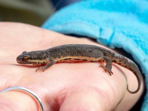 Lissotriton vulgaris - Smooth Newt - Mindre vattensalamander