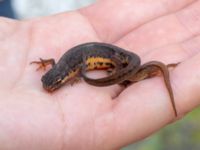 Lissotriton vulgaris Limhamns kalkbrott, Malmö, Skåne, Sweden 20180901_0082