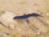 Lissotriton vulgaris male Sölve grustag, Sölvesborg, Blekinge, Sweden 20140412_0042