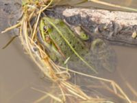 Pelophylax esculentus Östra dammen, Fuktängen, Klagshamns udde, Malmö, Skåne, Sweden 20240715_0032