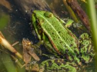 Pelophylax esculentus Djurminnesplatsen, Spillepeng, Malmö, Skåne, Sweden 20190622_0005