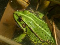 Pelophylax esculentus Djurminnesplatsen, Spillepeng, Malmö, Skåne, Sweden 20190622_0006