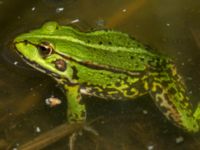 Pelophylax esculentus Djurminnesplatsen, Spillepeng, Malmö, Skåne, Sweden 20190622_0007