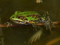 Pelophylax esculentus Djurminnesplatsen, Spillepeng, Malmö, Skåne, Sweden 20190622_0010