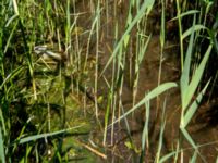 Pelophylax esculentus Djurminnesplatsen, Spillepeng, Malmö, Skåne, Sweden 20190622_0034