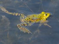 Pelophylax esculentus Fågeltornet, Klagshamns udde, Malmö, Skåne, Sweden 20200531_0013