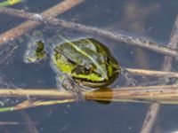 Pelophylax esculentus Käglinge rereationsområde, Malmö, Skåne, Sweden 20230521_0032