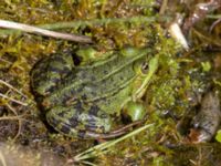 Pelophylax esculentus Käglinge rereationsområde, Malmö, Skåne, Sweden 20230521_0047