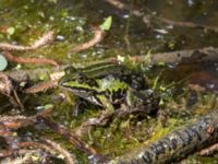 Pelophylax esculentus Käglinge rereationsområde, Malmö, Skåne, Sweden 20230521_0075