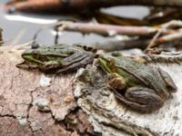 Pelophylax esculentus Lilla kalkbrottet, Klagshamns udde, Malmö, Skåne, Sweden 20160521_0204